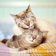 Схема вышивки «Нежность»