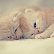 Схема вышивки «Котята»