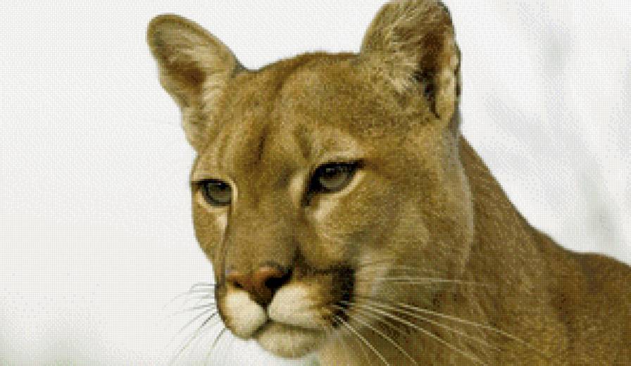 пума - пума, животные - предпросмотр