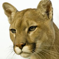 Схема вышивки «пума»