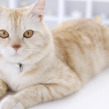 Схема вышивки «киса»