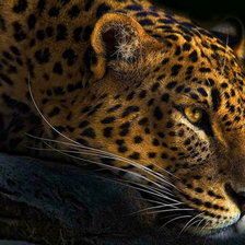 Схема вышивки «леопард»