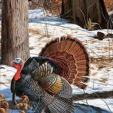 Схема вышивки «wild-turkey»