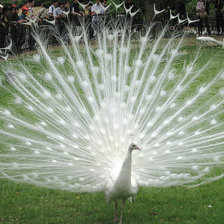 Схема вышивки «Тогос»