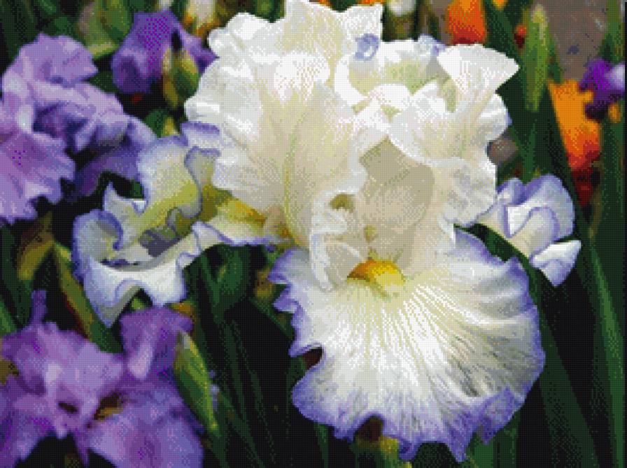 ирис - цветы - предпросмотр