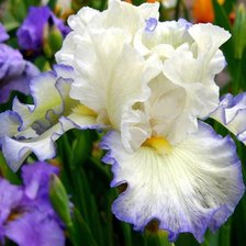 Схема вышивки «ирис»