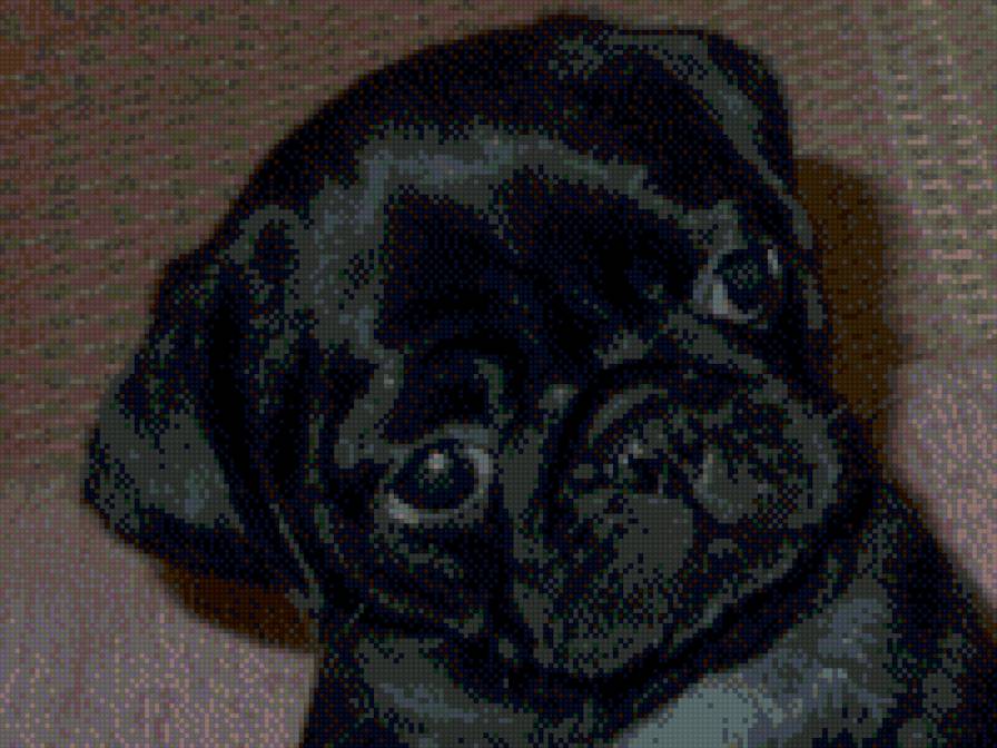 Мопс Принцесса Лея - мопс - предпросмотр