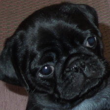 Схема вышивки «Мопс Принцесса Лея»