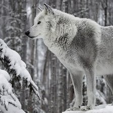 Схема вышивки «волк»