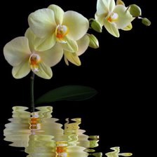 Схема вышивки «Орхидеи»