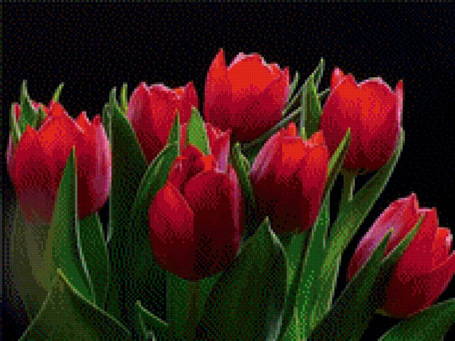 тюльпаны - природа, красота, цветы - предпросмотр