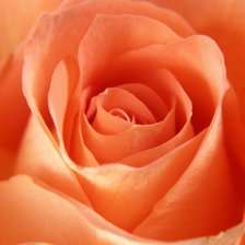 Схема вышивки «роза»