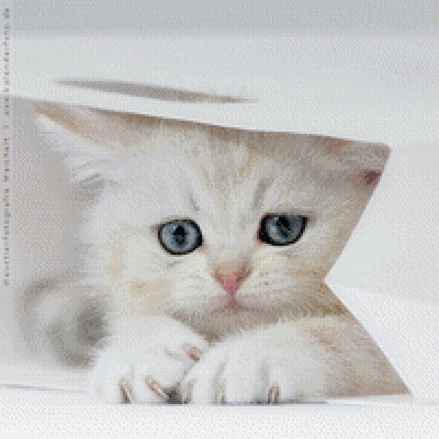 коша - грусть, животные, кошки - предпросмотр