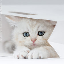 Схема вышивки «коша»