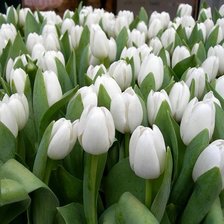 Схема вышивки «тюльпаны»