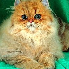 Схема вышивки «котик»