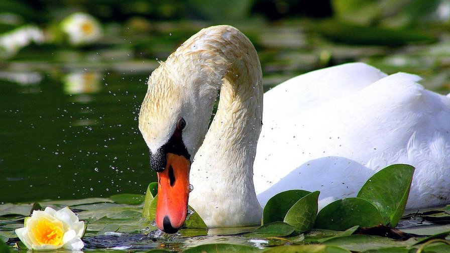 лебедь - лебедь, пруд, кувшинки - оригинал