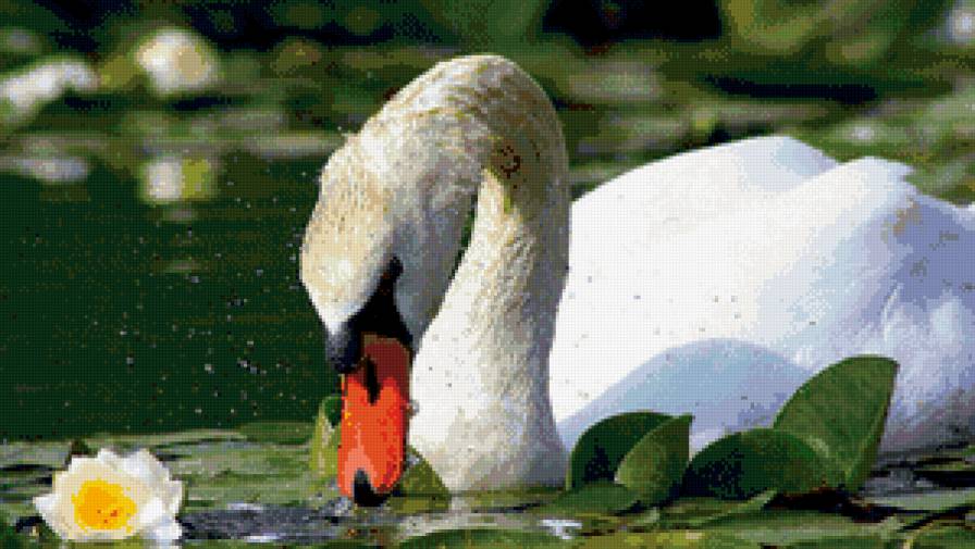 лебедь - пруд, кувшинки, лебедь - предпросмотр