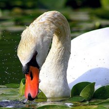Схема вышивки «лебедь»