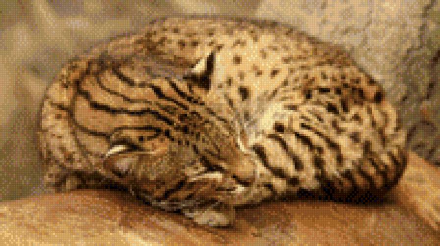 спящий кот - предпросмотр