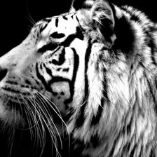 Схема вышивки «тигр»