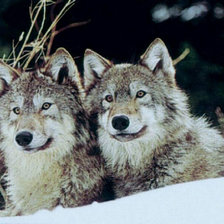 Схема вышивки «пара волков»