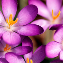 Схема вышивки «Фиолетовый крокус»