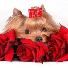 Схема вышивки «Рыжик»