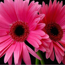 Схема вышивки «Гербера»