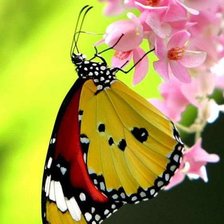 Схема вышивки «бабочка»