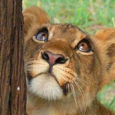 Схема вышивки «Лёва»