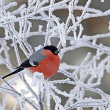 Схема вышивки «№826020»