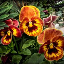 Схема вышивки «на клумбе»