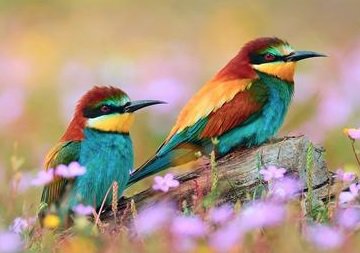 Птахи - птицы. - оригинал