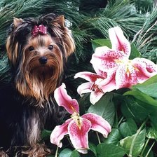 Схема вышивки «Йорк широкий терьер в лилиях»