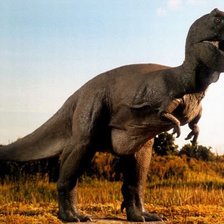 Схема вышивки «rex»