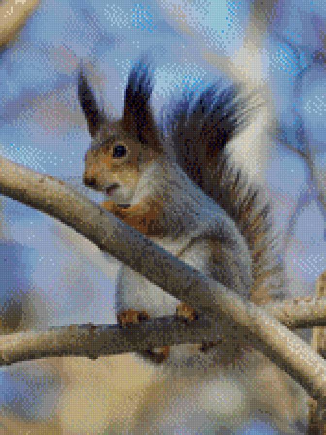 Белка - звери, белка, зима - предпросмотр