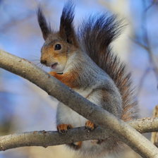 Схема вышивки «Белка»