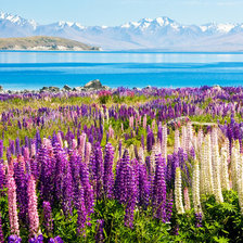 Схема вышивки «люпины»