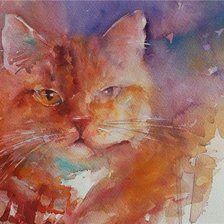 Акварельный кот