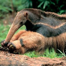 Схема вышивки «Муравьед 2»