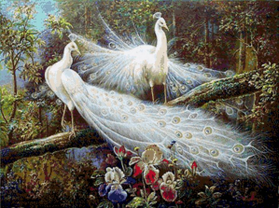 райские птицы - пара, лу, птицы - предпросмотр