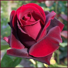 Схема вышивки «№827184»