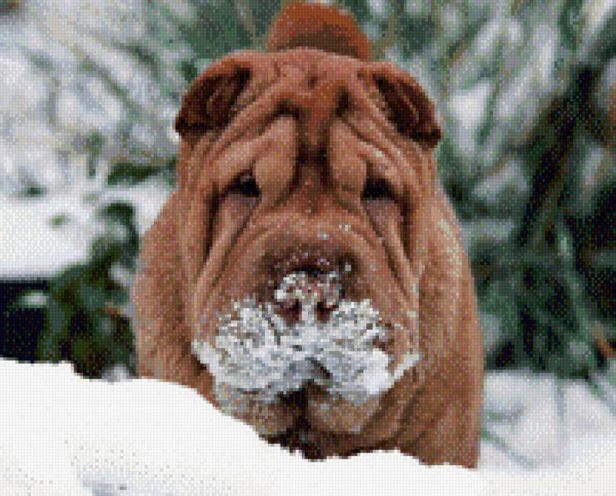 Шарпей - предпросмотр