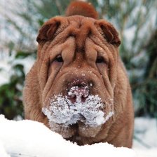 Схема вышивки «Шарпей»