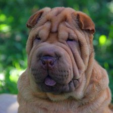 Схема вышивки «Шарпей»