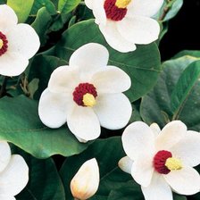 Схема вышивки «№827280»