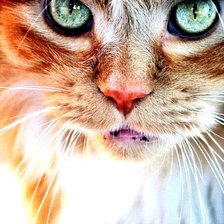 Схема вышивки «кот»