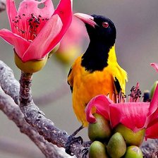 Схема вышивки «птица»