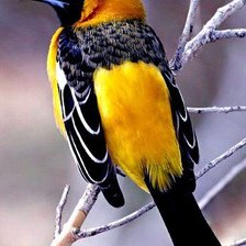 Схема вышивки «птица»